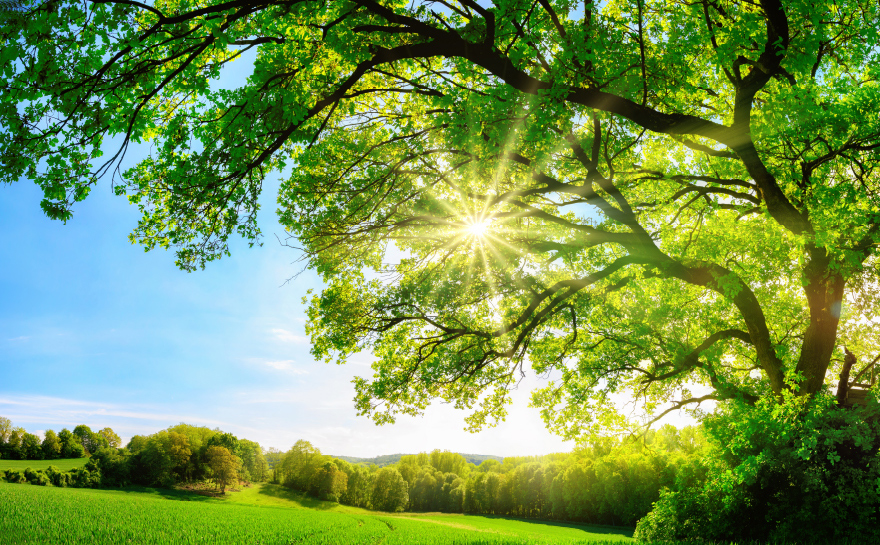 Sustainability Vision and Key Issues (Materiality)