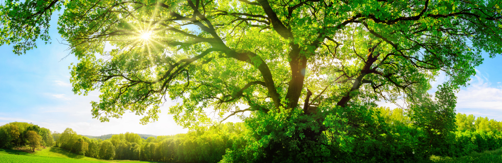 Sustainability